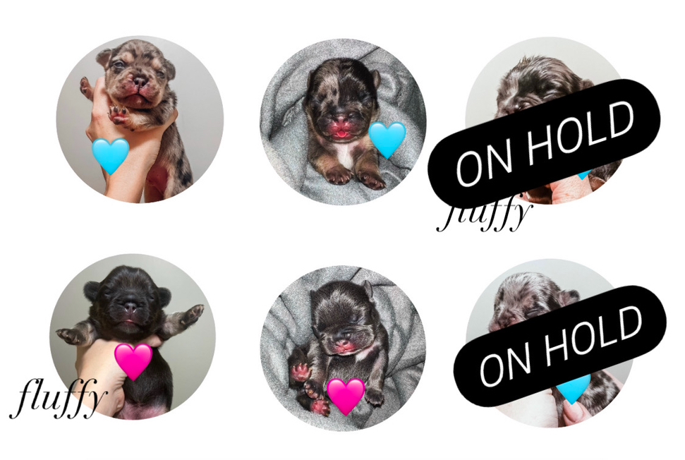 available fluffy frenchies, french bulldog for sale, louisiana breeders