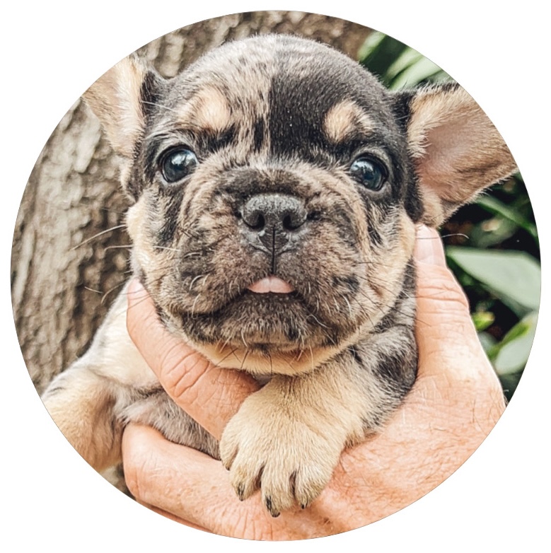 frenchie puppies for sale